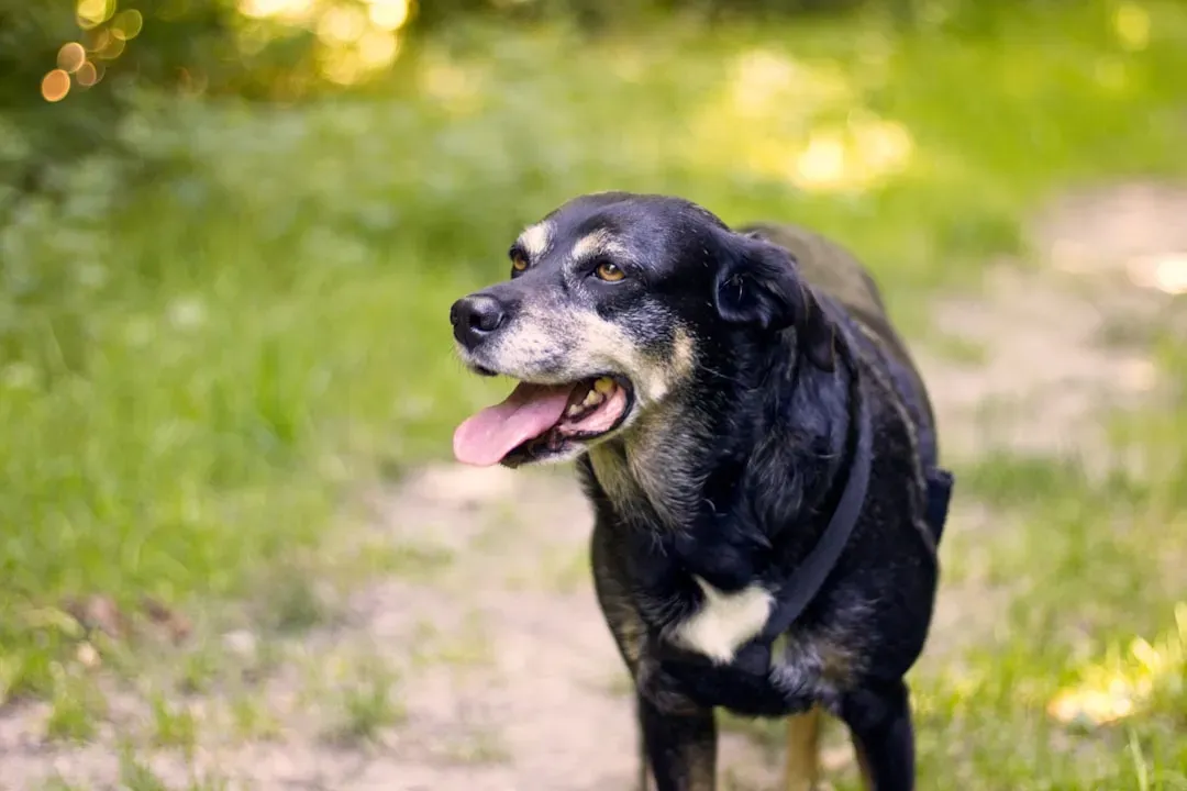 Their Mobility Begins to Fail (Image Credits: Unsplash)