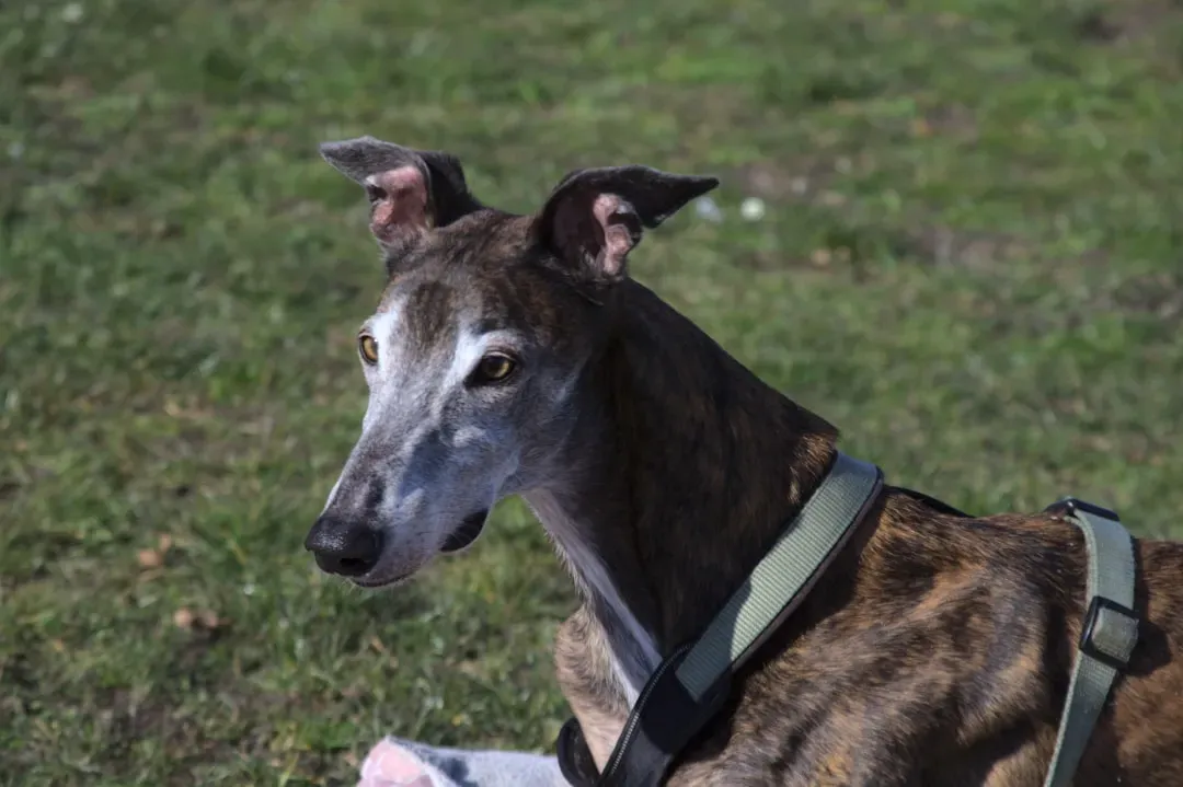 1. Greyhound: The Speed Athlete With a Glass-Heart Vibe (Image Credits: Unsplash)