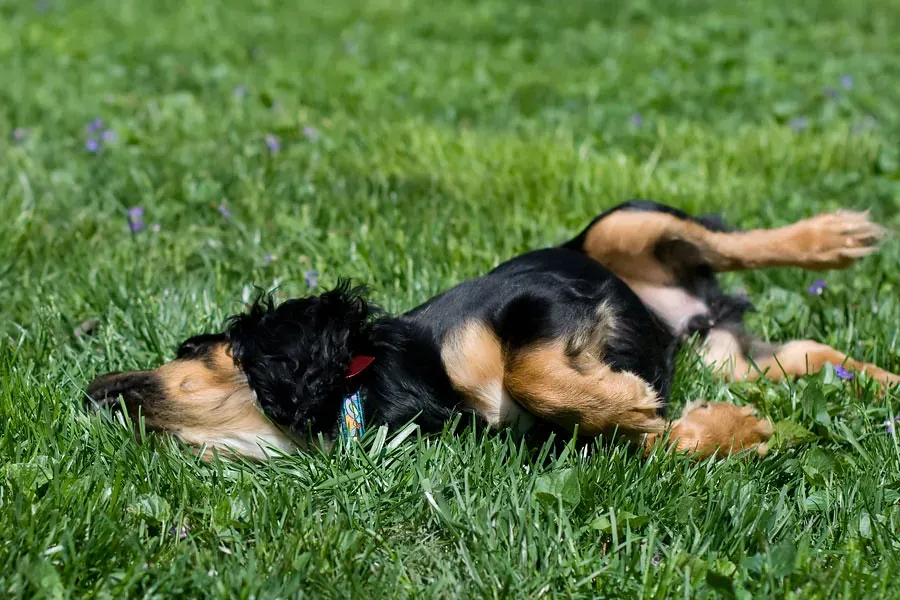 Natural Instincts Need an Outlet (Image Credits: Flickr)