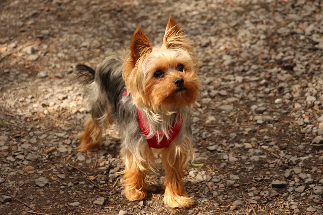 Yorkshire Terrier: The Pocket-Sized Loyalist (Image Credits: Unsplash)