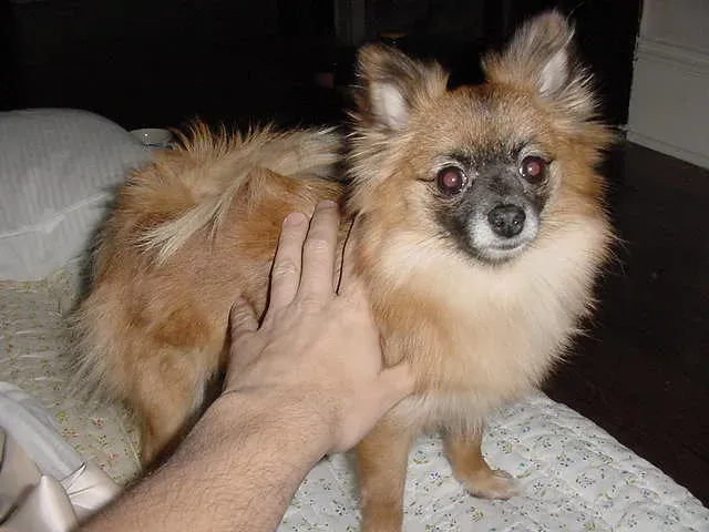 Pomeranian: The Petite Powerhouse for Emotional Support (Image Credits: Flickr)