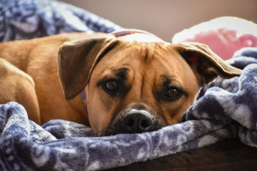 #1. Separation Anxiety That Goes Far Deeper Than "Missing You" (Image Credits: Unsplash)