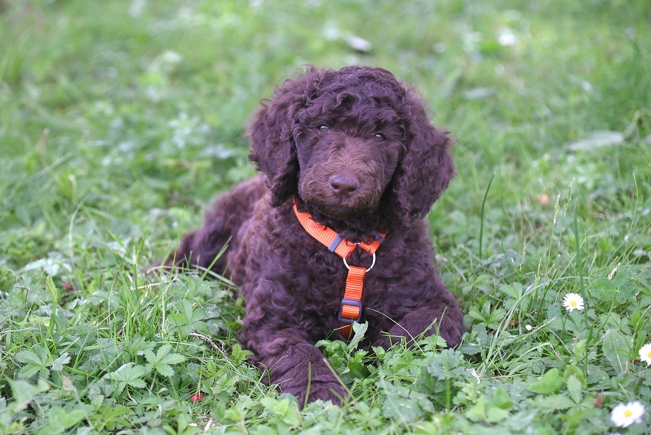 May: The Vibrant Spirit and the Elegant Athlete (Image Credits: Pixabay)