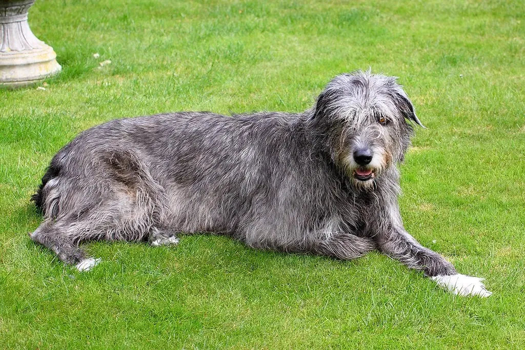 Irish Wolfhound: The Gentle Giant (Image Credits: Flickr)