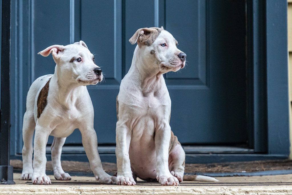 Texas: The Lone Star Leader (Image Credits: Flickr)