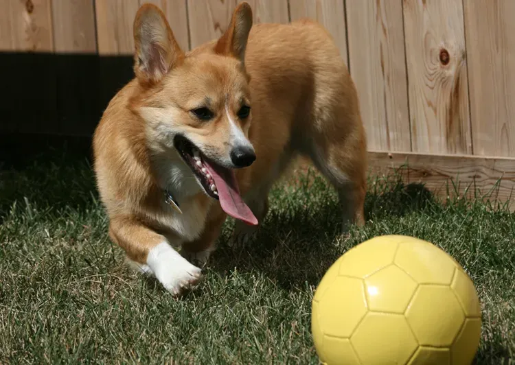 6. Pembroke Welsh Corgi: Tiny Legs, Maximum Personality (By Nbjacobs, CC BY 3.0)