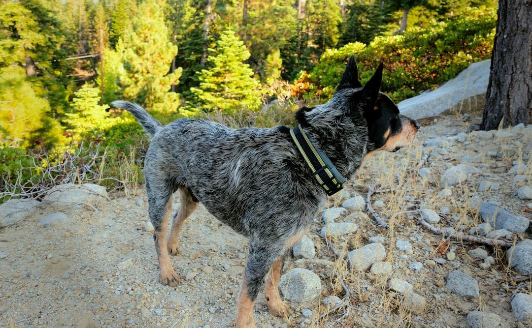 Australian Cattle Dog: The Tireless Working Machine (Image Credits: Unsplash)