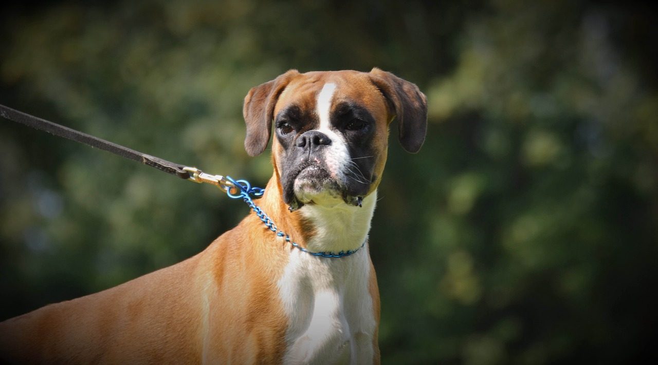 Boxer: The Gentle Giant Who Thinks They're a Lap Dog (Image Credits: Pixabay)