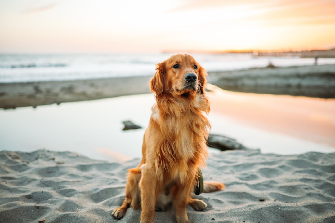 Golden Retriever: The Social Ambassador (Image Credits: Unsplash)