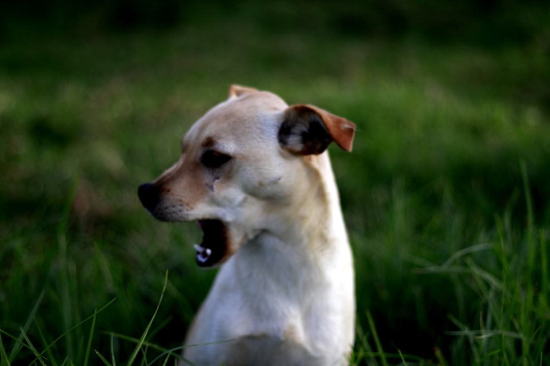 Anxiety and Fear-Based Barking (Image Credits: Unsplash)