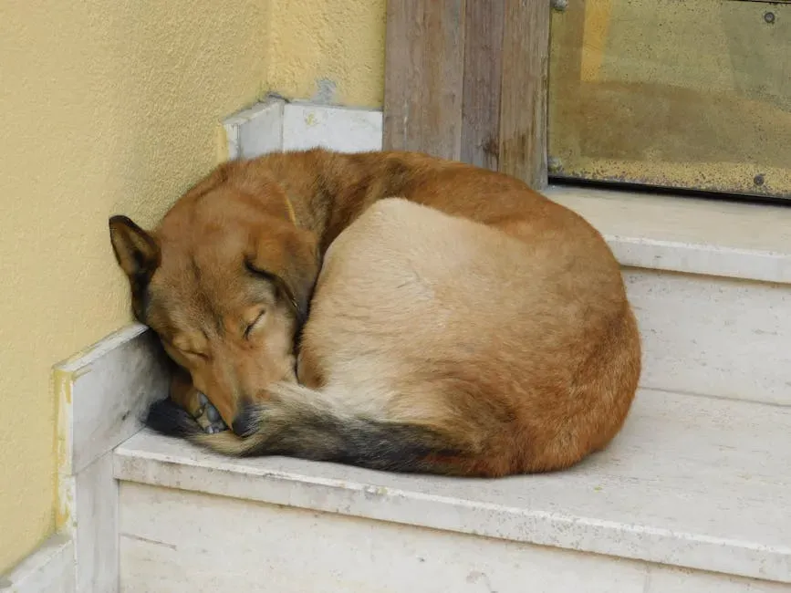 Curled Tight in Quiet Corners (Image Credits: Pexels)