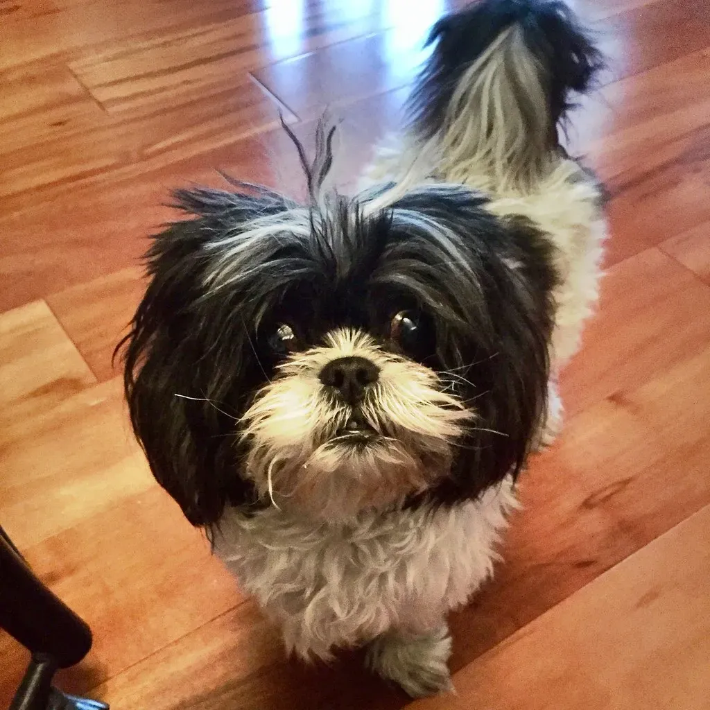 Conclusion: The Wisdom of Wagging Tails (Image Credits: Flickr)