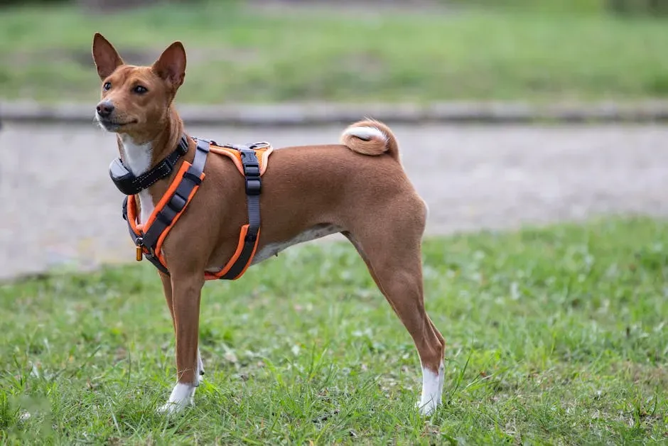 9. Basenji: The Dog That Doesn't Bark (Seriously) (Image Credits: Pexels)