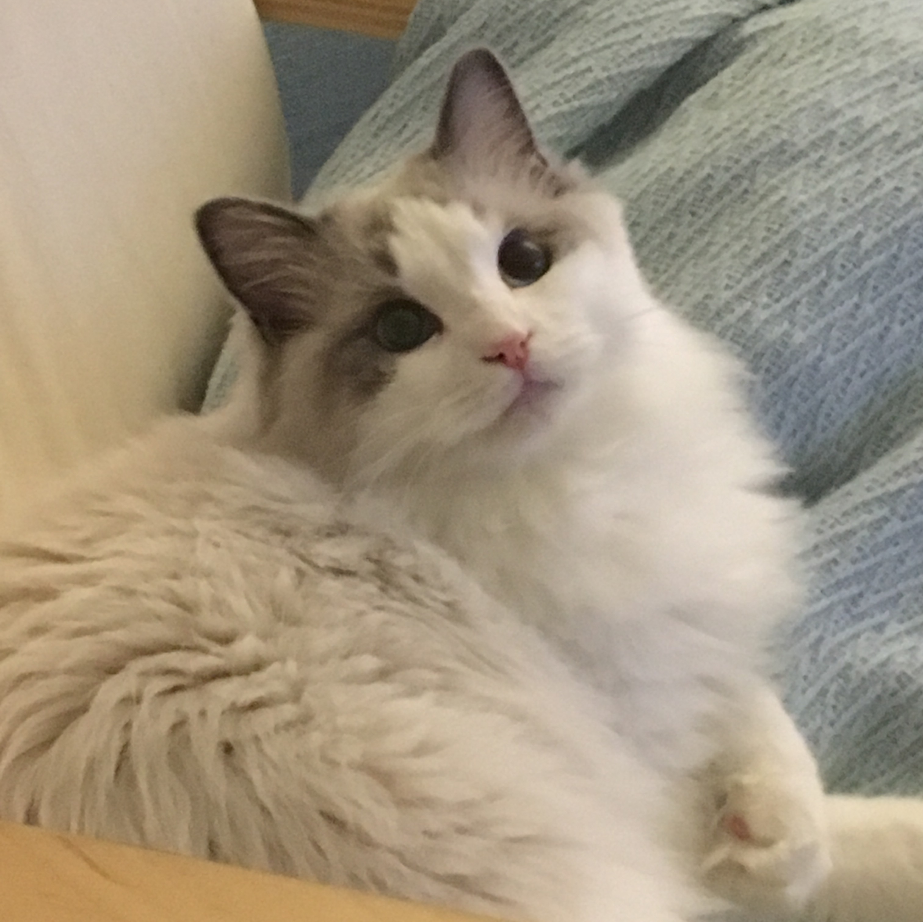 Perfect Indoor Companions for Modern Living (Image Credits: Wikimedia)