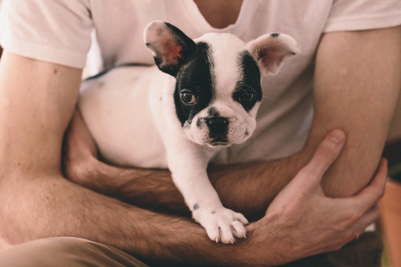 French Bulldog: The Stocky Snuggle Expert (Image Credits: Pixabay)