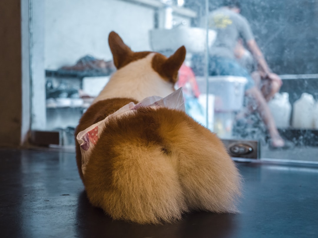 The Submission Signal: Low Wags That Whisper