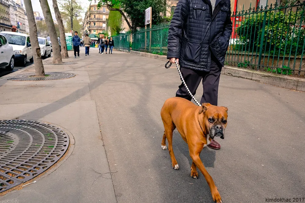 What This Says About Us: Humans, Dogs, and the Evolution of Trust (kimdokhac, Flickr, CC BY 2.0)