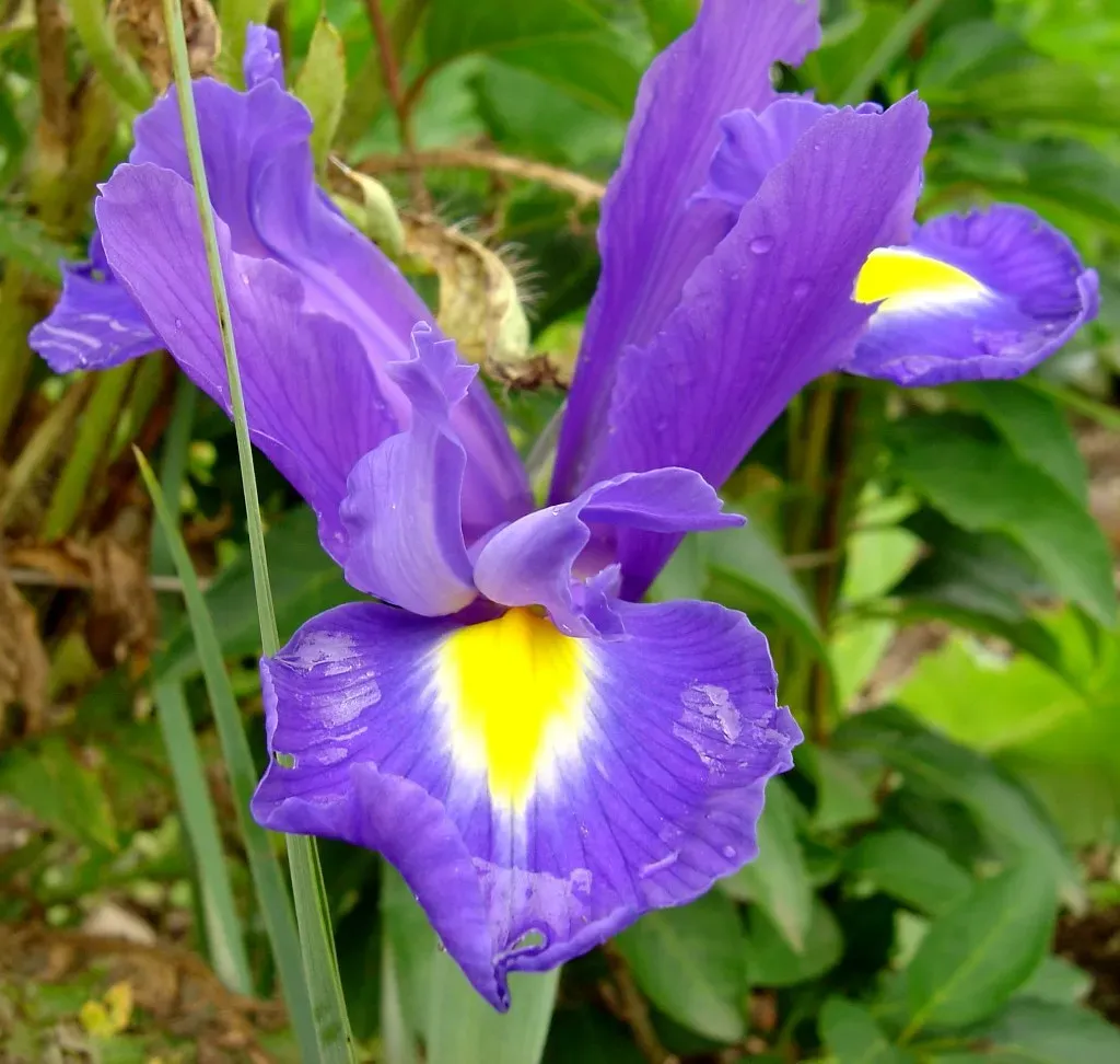 9. Iris: The Garden Staple You Need to Watch (Image Credits: Flickr)