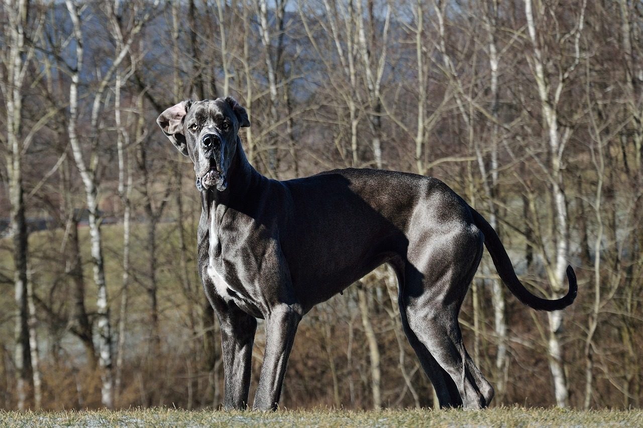 The Great Dane: The Gentle Giant Who Loves His Bed (Image Credits: Pixabay)