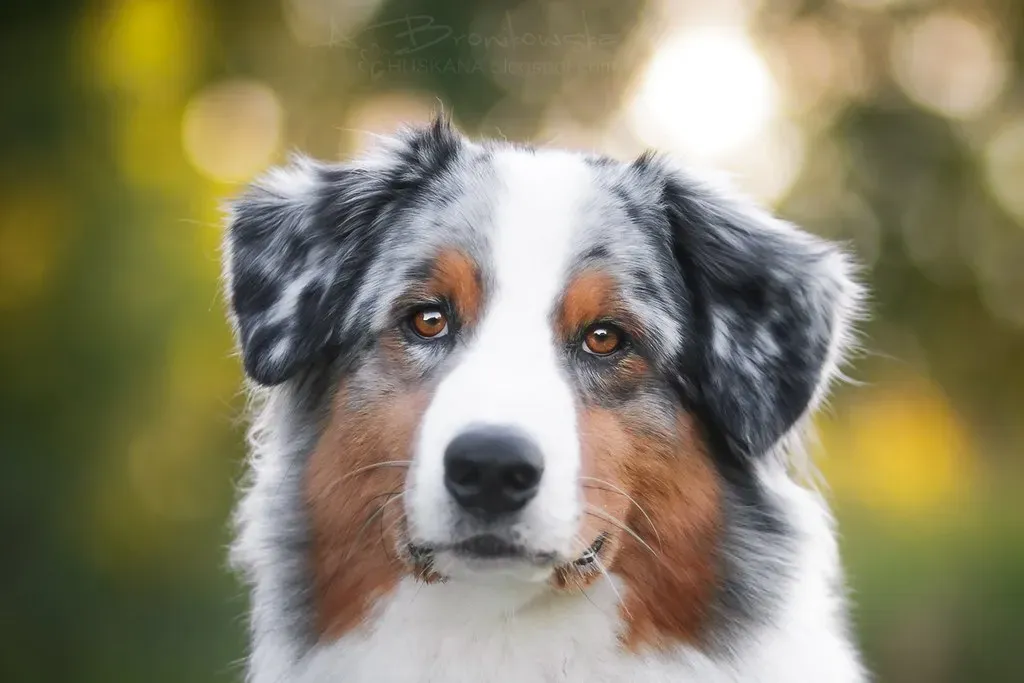 3. Australian Shepherd: Structure Is Their Love Language (Image Credits: Flickr)