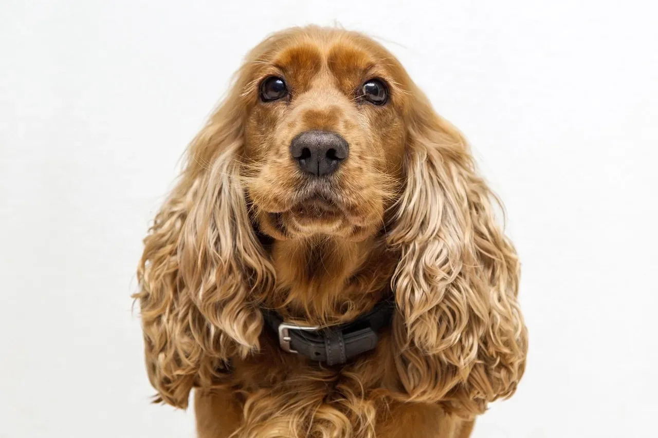 10. Cocker Spaniel (Image Credits: Pixabay)