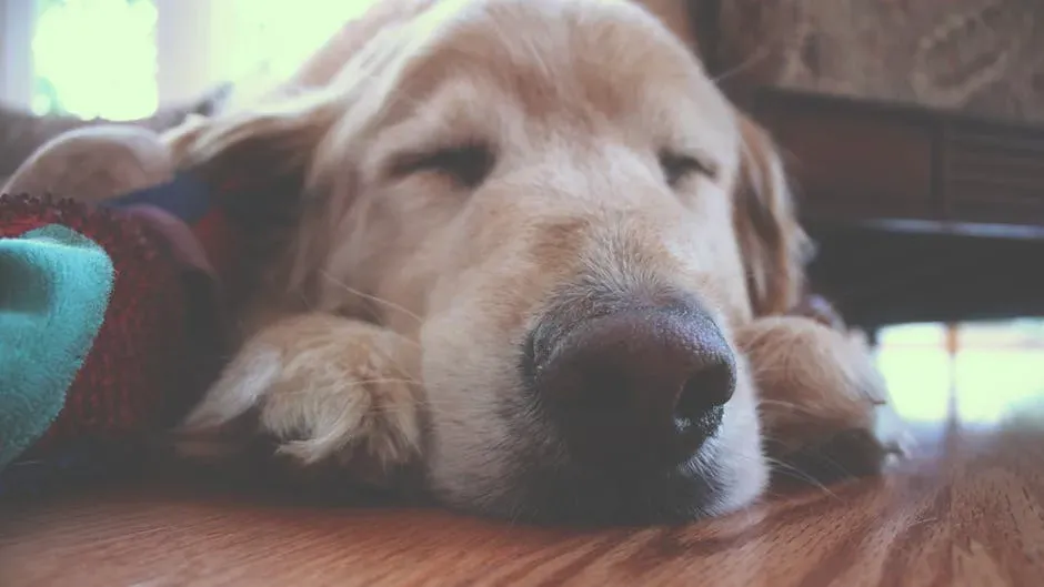 Sleeping Close to You: A Sign of Deep Trust and Bonding (Image Credits: Pexels)