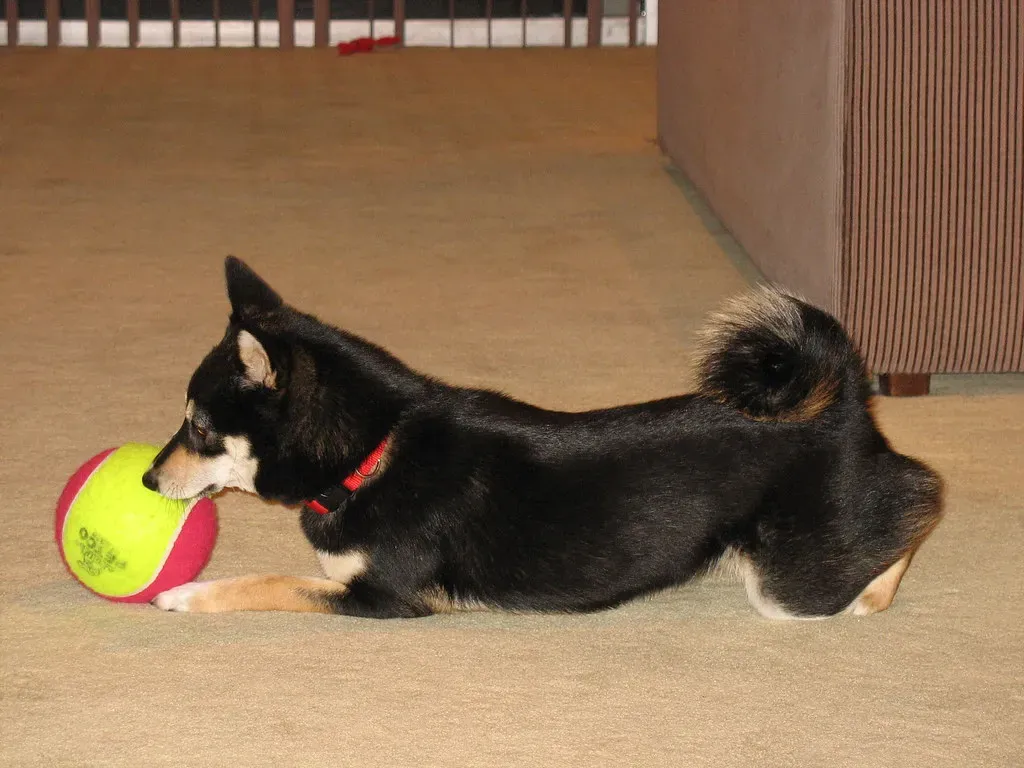 2. A New Friend or Pet Has Sparked Their Inner Pup (maveric2003, Flickr, CC BY 2.0)