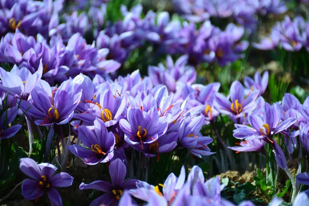 6. Autumn Crocus (Colchicum autumnale): The Delayed and Deceptive Threat (Image Credits: Unsplash)