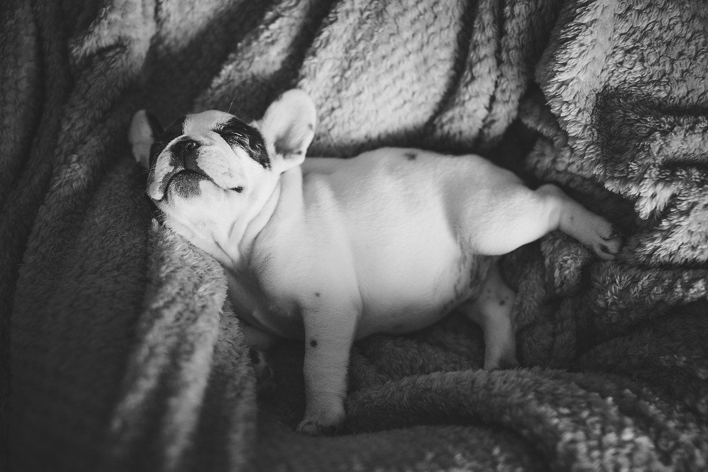 The Serene Bulldog: French and English (Image Credits: Flickr)