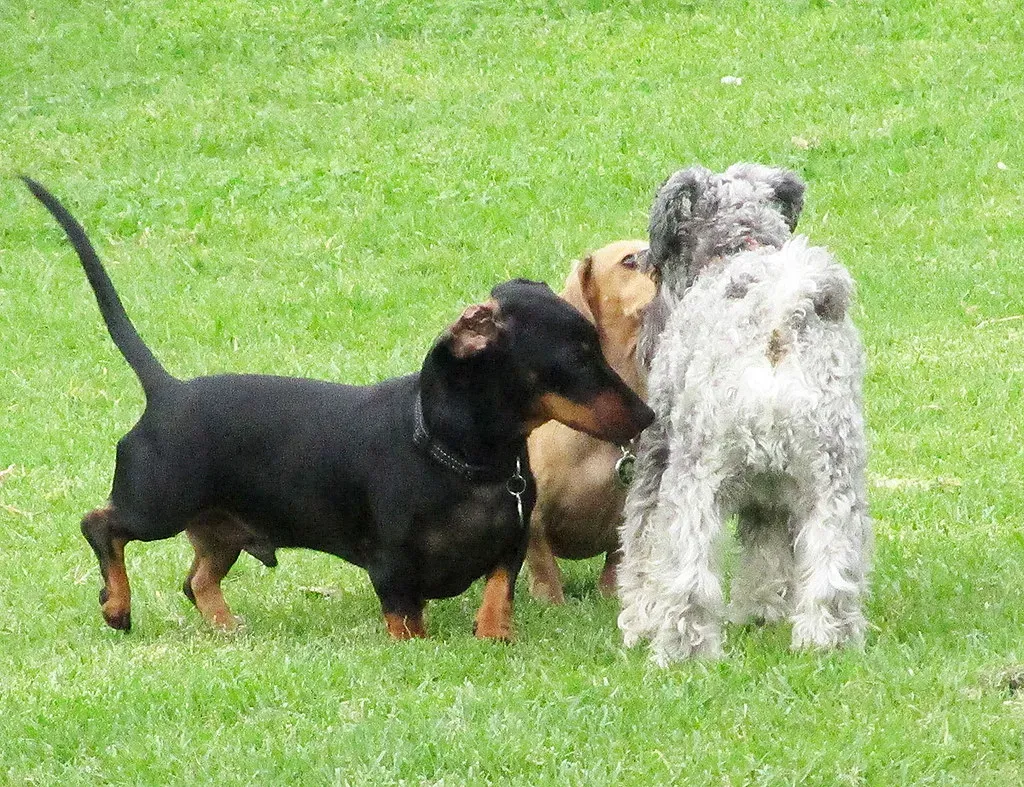 Use Scent Introduction Before the Face-to-Face Meeting (Newtown grafitti, Flickr, CC BY 2.0)