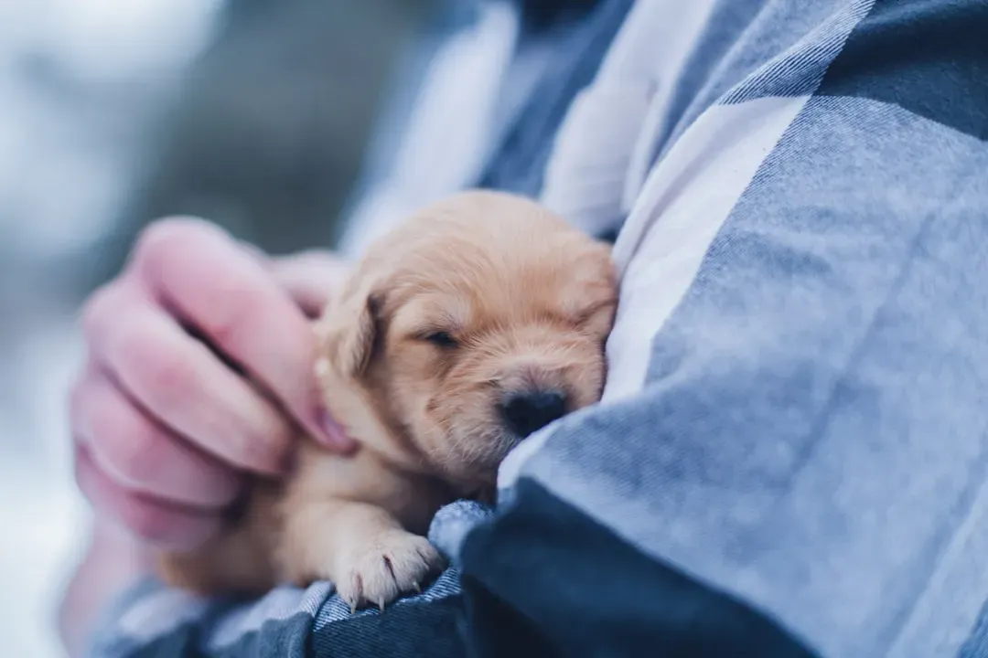#10 - A New Baby or Pet Joining the Home (Image Credits: Unsplash)