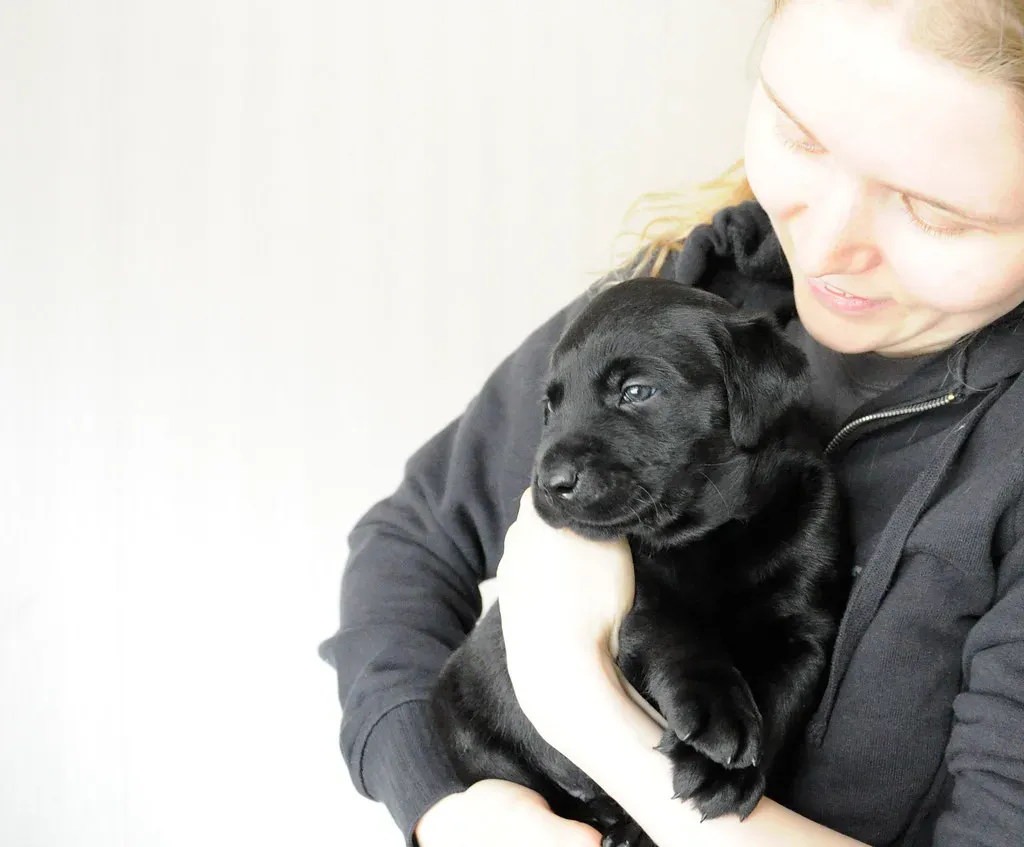 Labrador Retrievers: The People-Pleasers Who Never Outgrow Puppyhood (Image Credits: Flickr)