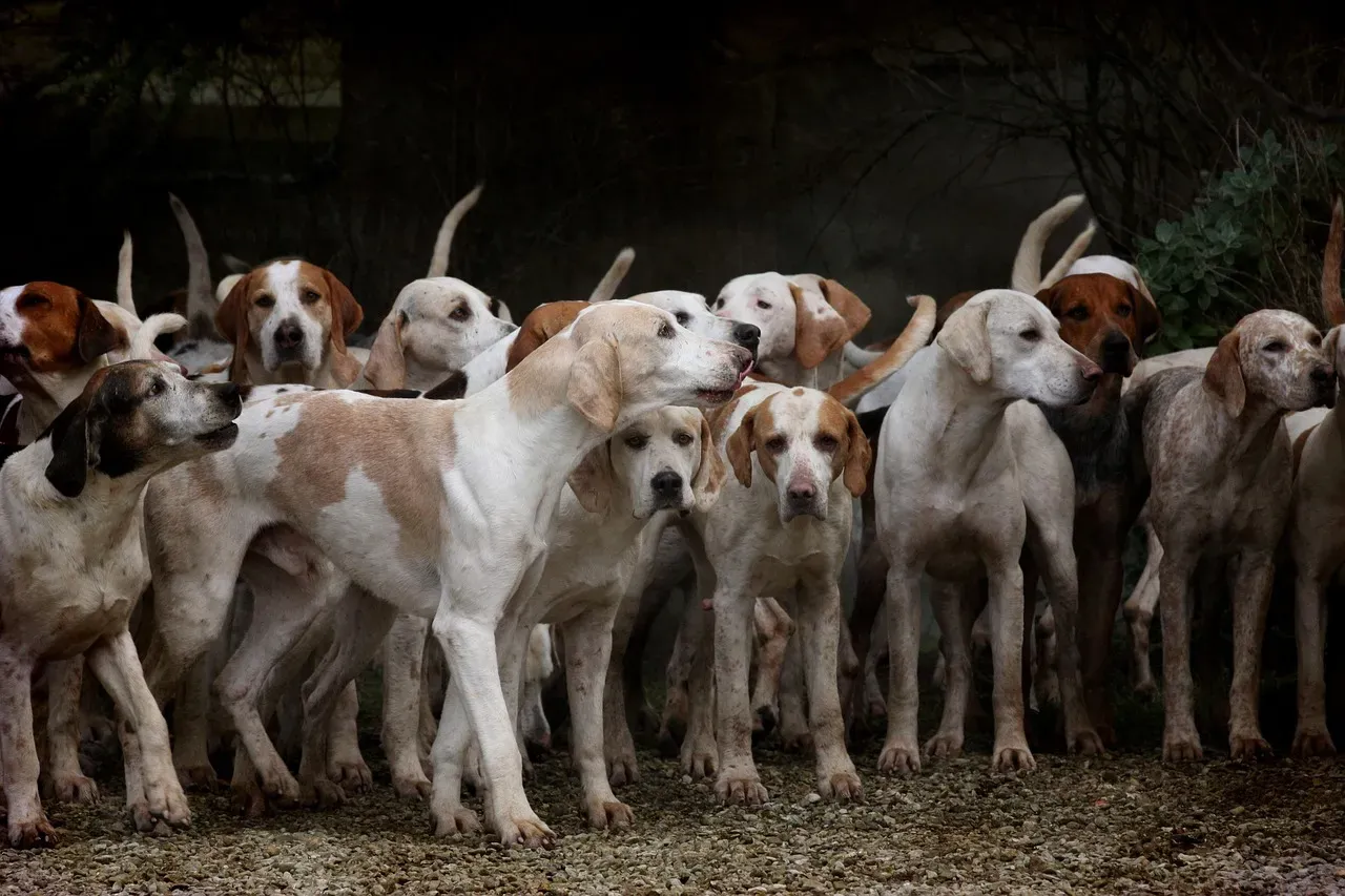 It's in Their DNA: The Pack Animal Instinct (Image Credits: Pixabay)