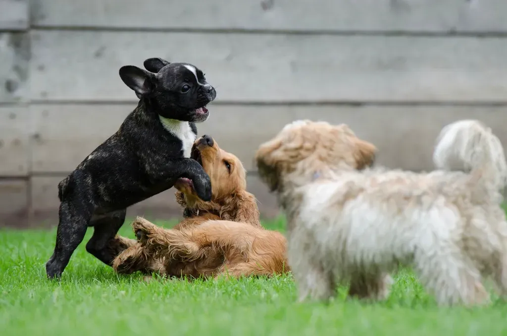 How Past Experiences Shape the Way Dogs Play (Image Credits: Rawpixel)