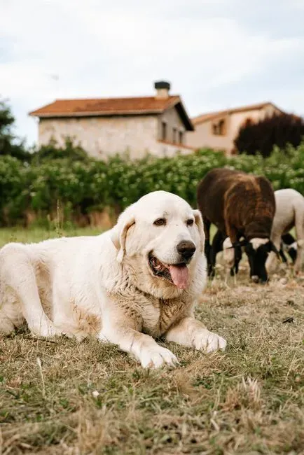 Aries (Image Credits: Pexels)