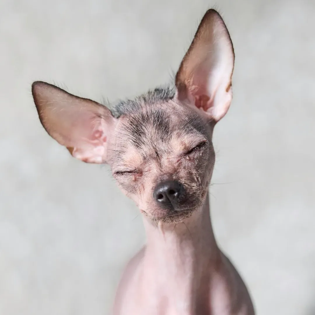 7. Xoloitzcuintli: An Ancient Breed for a Modern Desert (Image Credits: Unsplash)