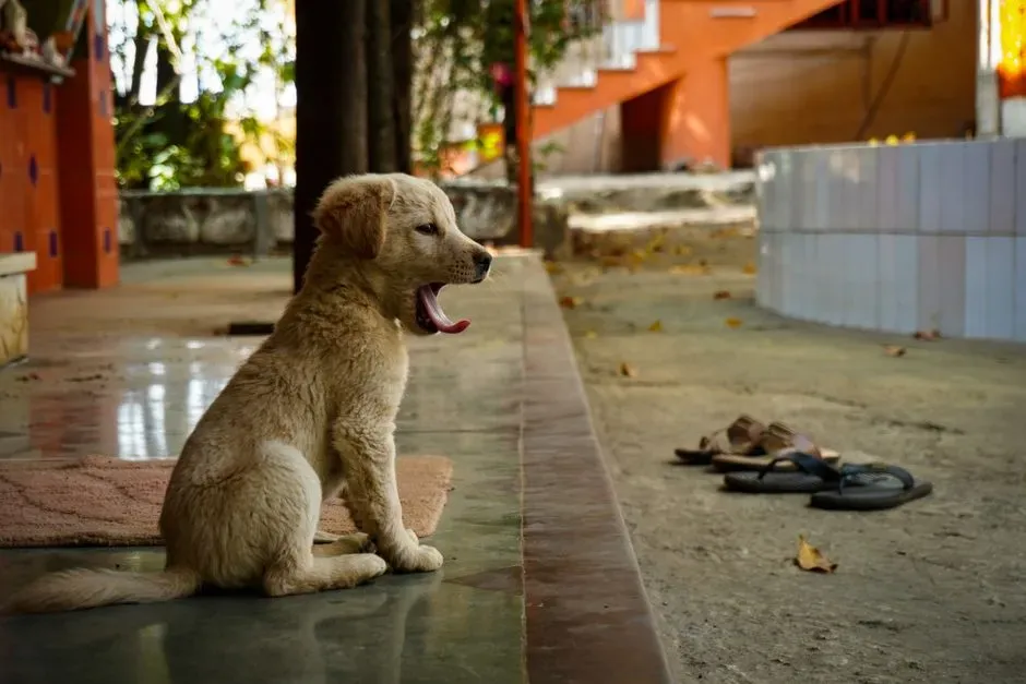 9. Checking the Light and Sounds Outside (Image Credits: Pexels)