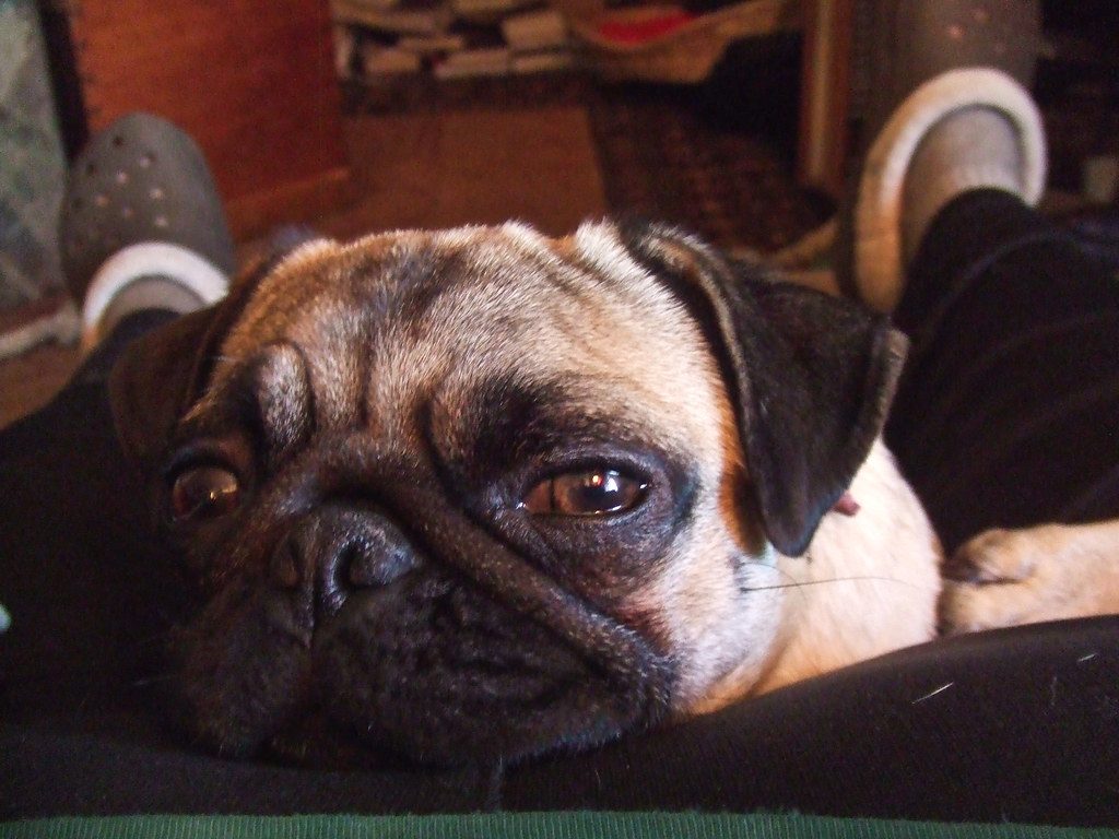 Pug: The Wrinkled Comedian (Image Credits: Flickr)