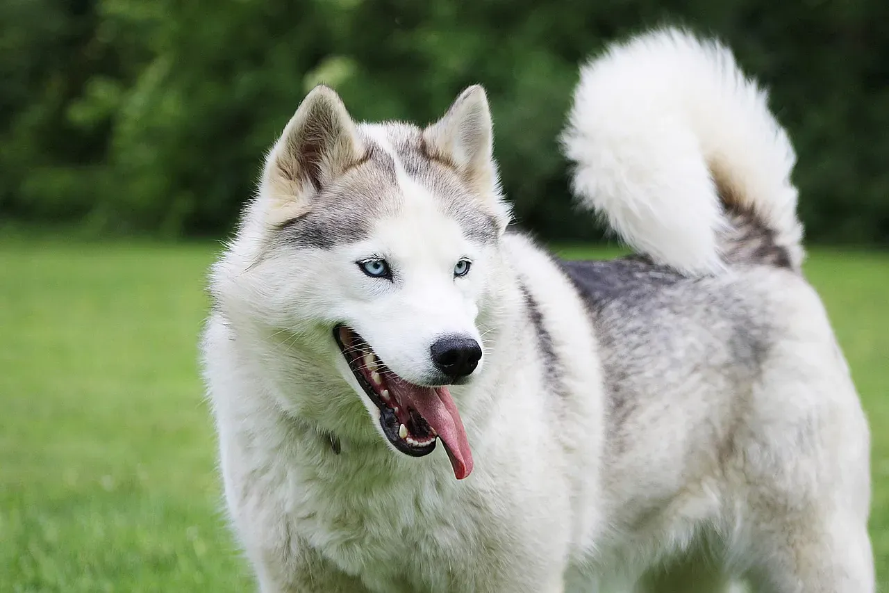 A Final Word on Cold-Weather Dog Care (Image Credits: Pixabay)