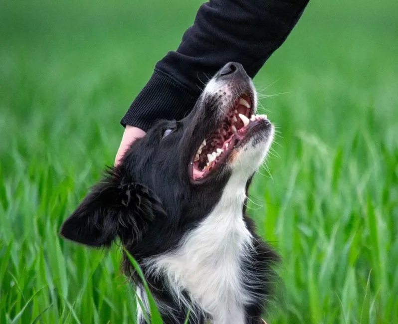 7. Border Collie - The Mind That Reads Your Mood Like a Command (Image Credits: Pexels)