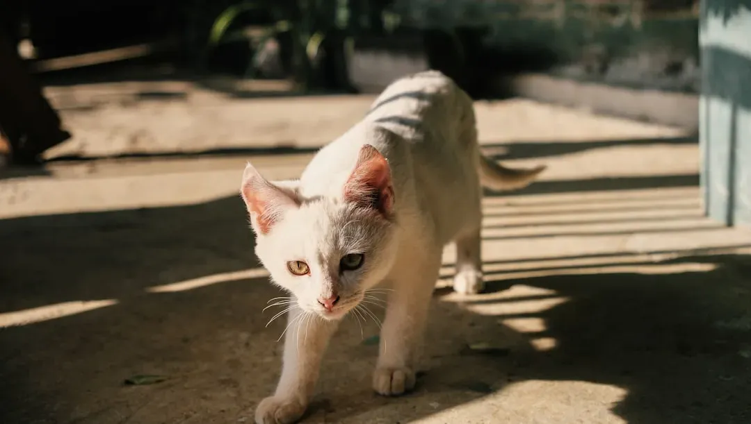 1. They're Simply Asserting Their Independence (Image Credits: Unsplash)