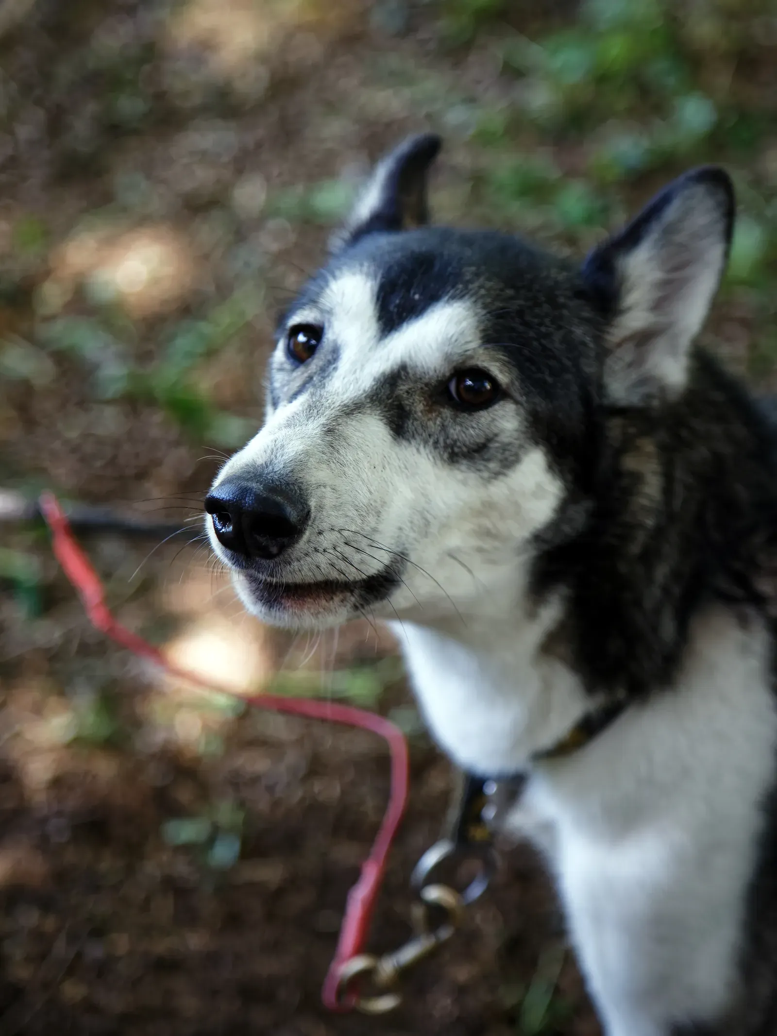 Emotional Signals in Dog Language (By Acabashi, CC BY-SA 4.0)