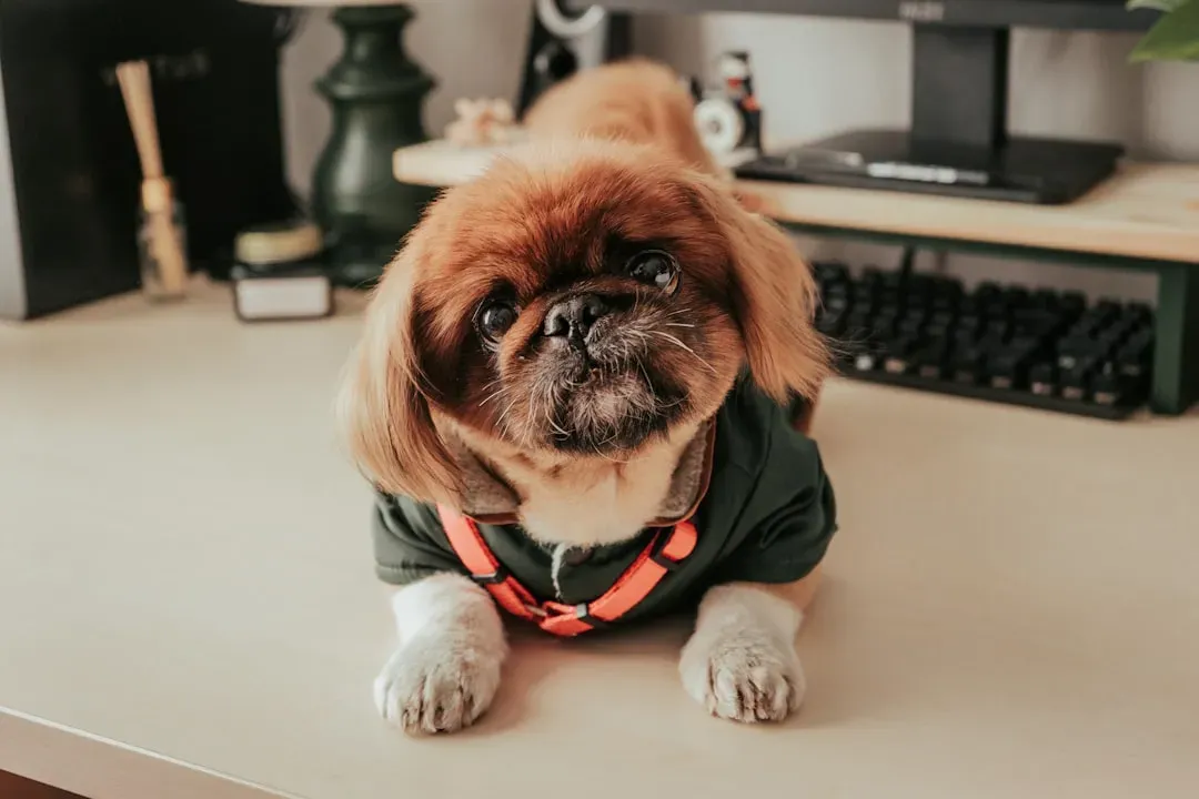 Personality Mirrors: How Anxious Owners Shape Anxious Dogs (Image Credits: Unsplash)