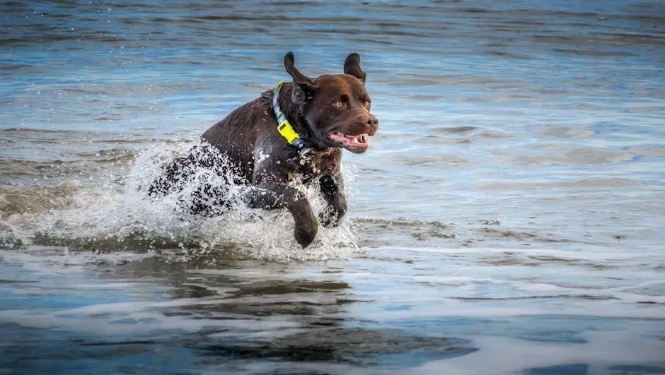 9. Boykin Spaniel: South Carolina's Water-Loving Secret (Image Credits: Pexels)