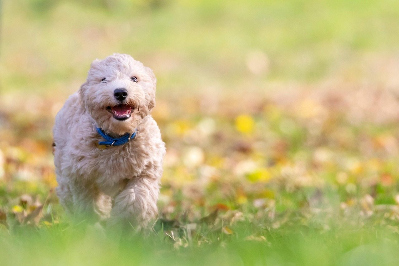 Bichon Frise: Joyful and Gentle (Image Credits: Pixabay)