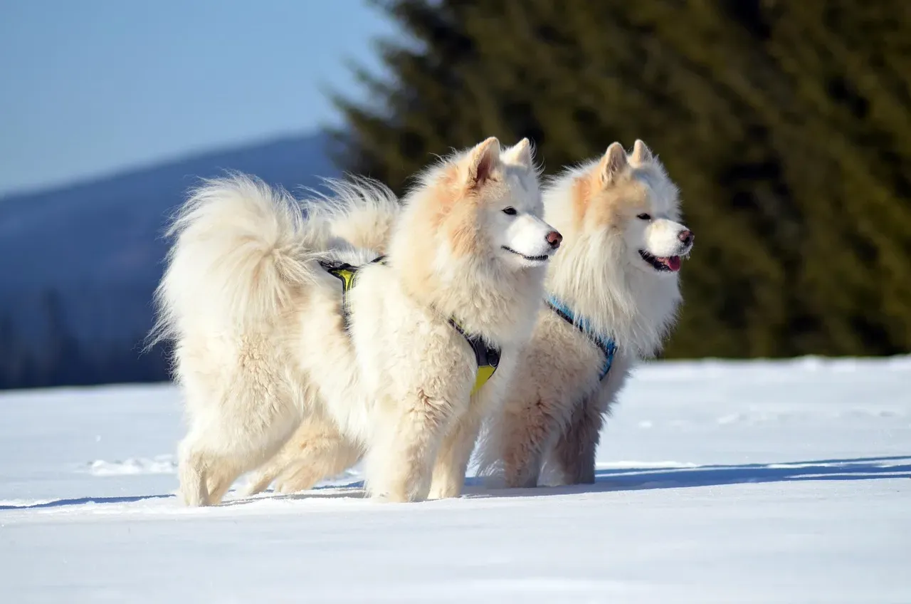16. Samoyed – Smiling Face, Blizzard-Ready Coat (Image Credits: Pixabay)