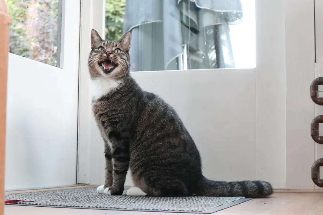 5. Door Scratching and Pawing (Image Credits: Unsplash)