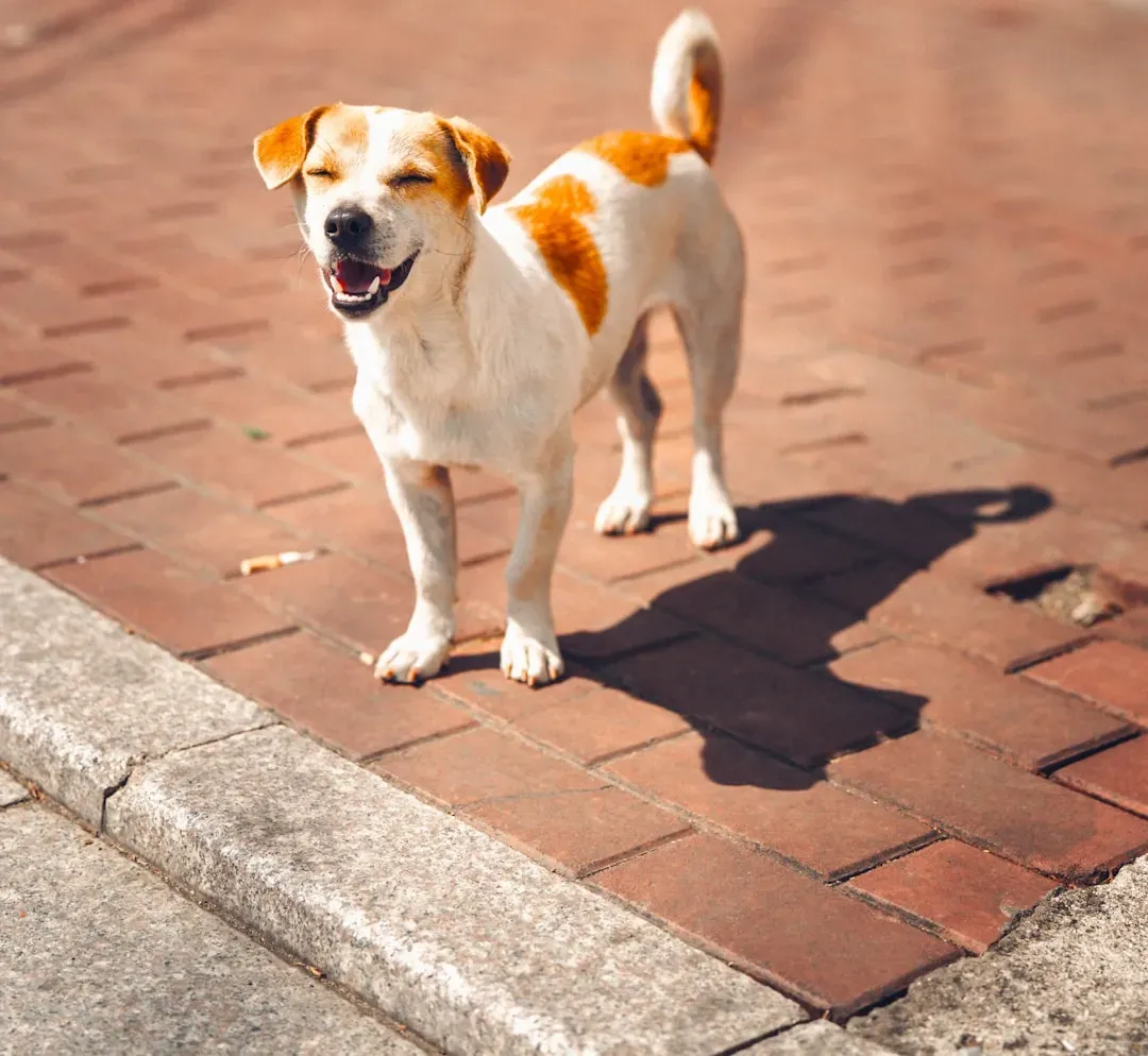 Reading the Environment: What Your Dog Might Be Reacting To (Image Credits: Unsplash)