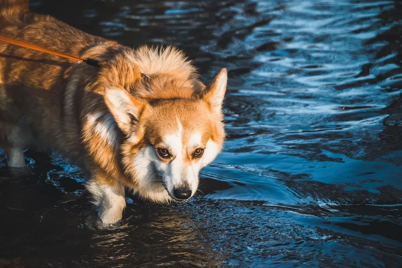 Pembroke Welsh Corgi: Short Legs, Big Personality (Image Credits: Pixabay)