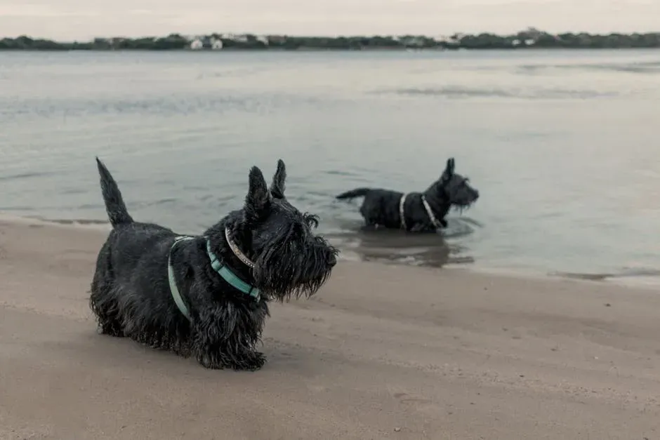 7. Scottish Terrier: Dignified, Determined, and Doing It Their Way (Image Credits: Pexels)